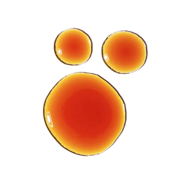 Pycnogenol 5% - Image 2